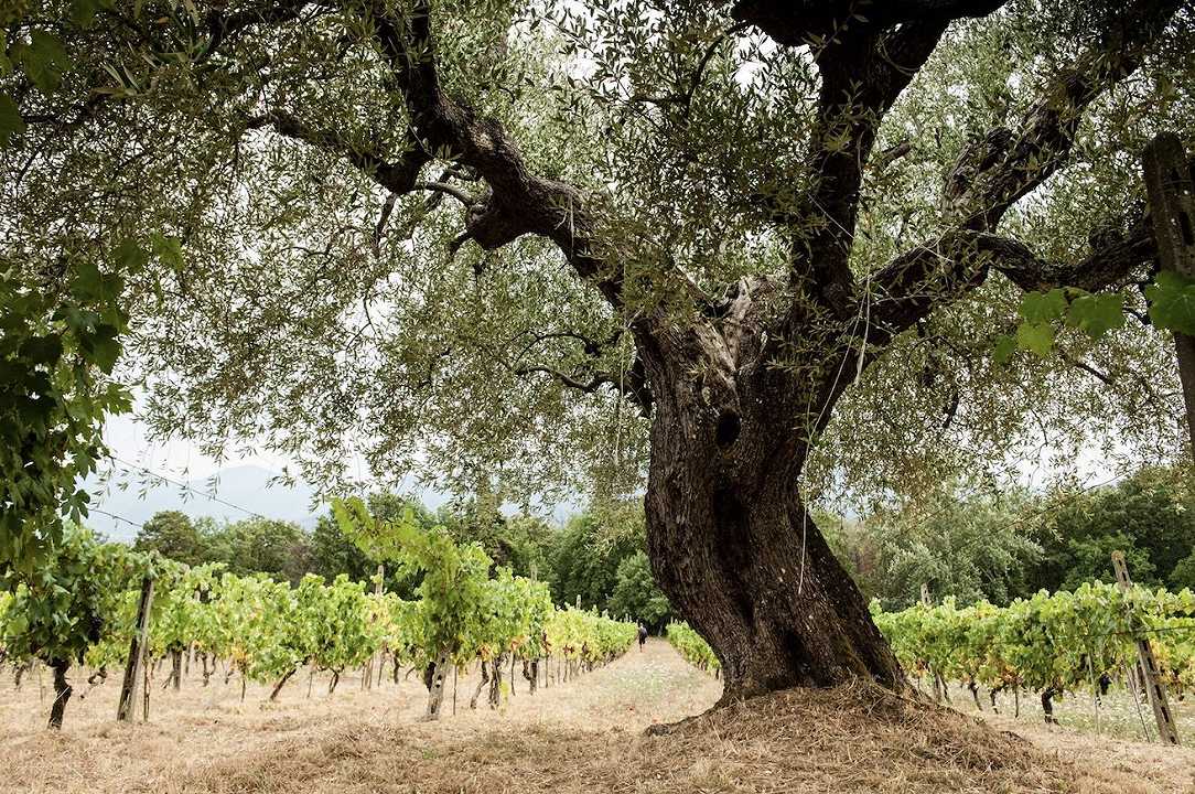 A Lucca, vini naturali e fattorie biodinamiche attirano turisti