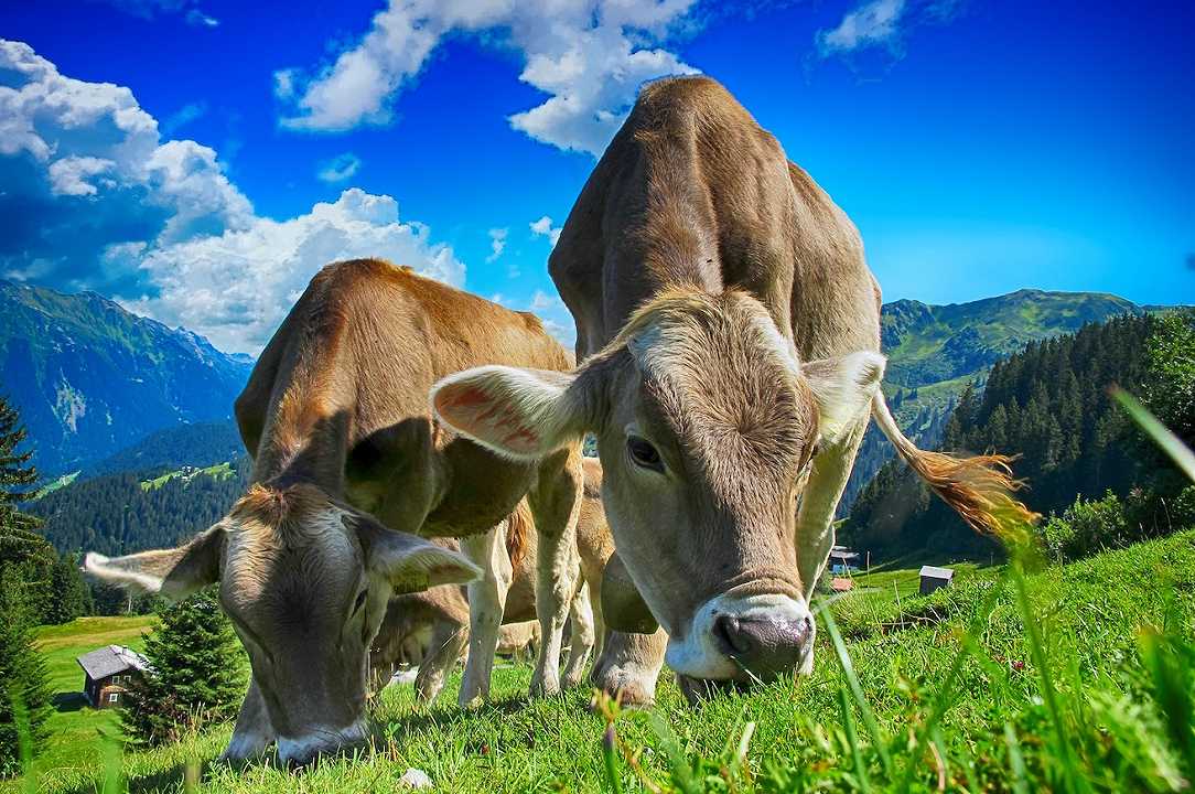 Le mucche possono imparare a fare pipì in bagno, per inquinare meno