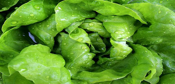 L’insalata in busta fa male? Lo studio “choc” dell’Università di Torino