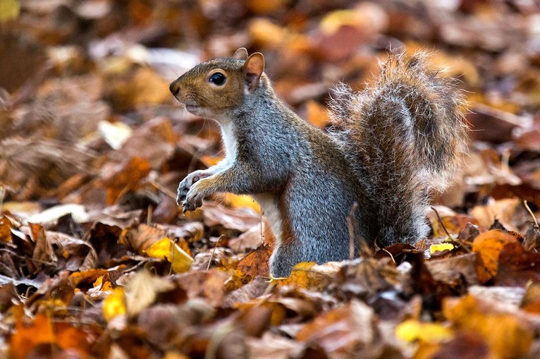Londra: mangiano scoiattolo per protestare contro i vegani, condannati