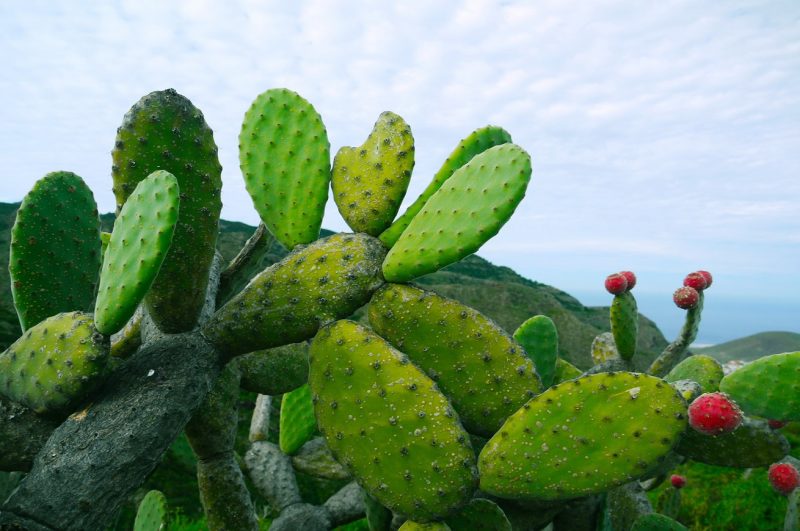 Nopal, cactus
