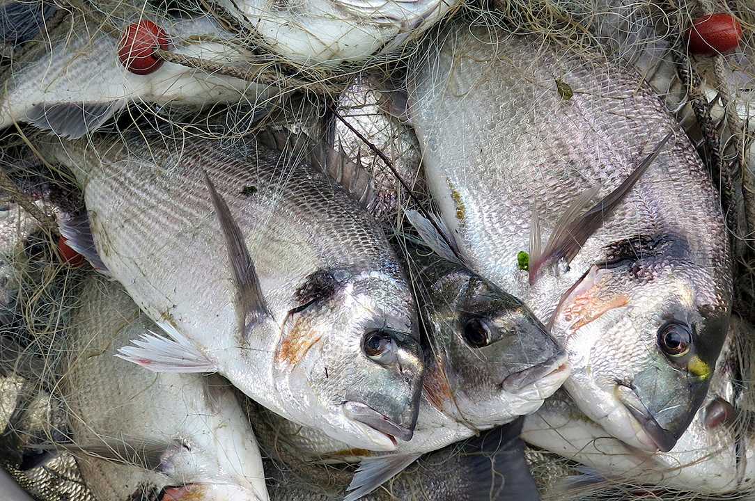 Venezia: cosa significa fare pesca sostenibile in Laguna