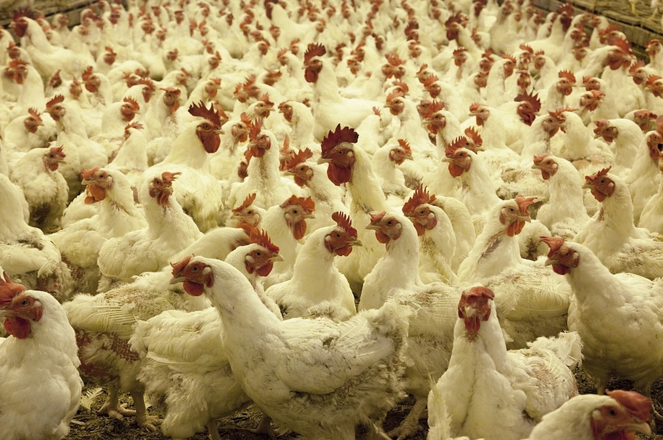 pollo polli allevamento intensivo