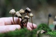 Funghi allucinogeni, Denver li depenalizza: è la prima città americana