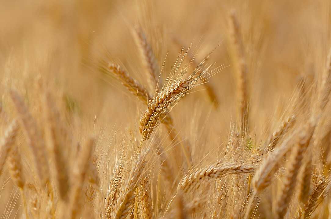 Cina: raccolto il 55% delle riserve invernali di grano, e c’è chi pensa alla guerra