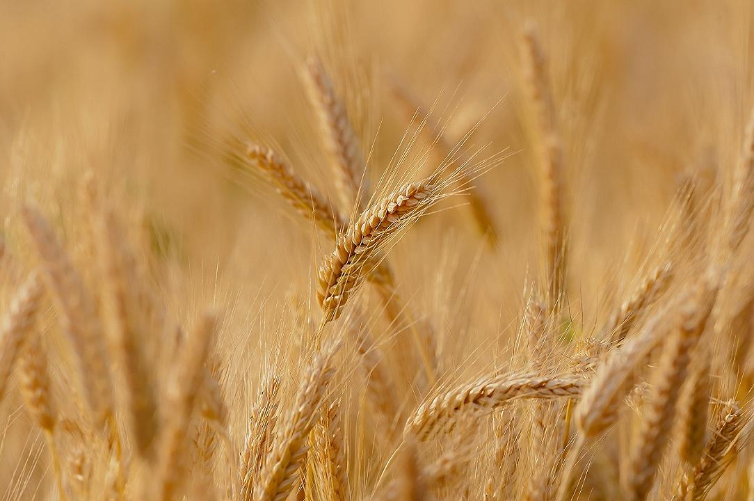 Agricoltura: le scorte di grano duro continuano a calare e i prezzi subiscono un rialzo del +25%