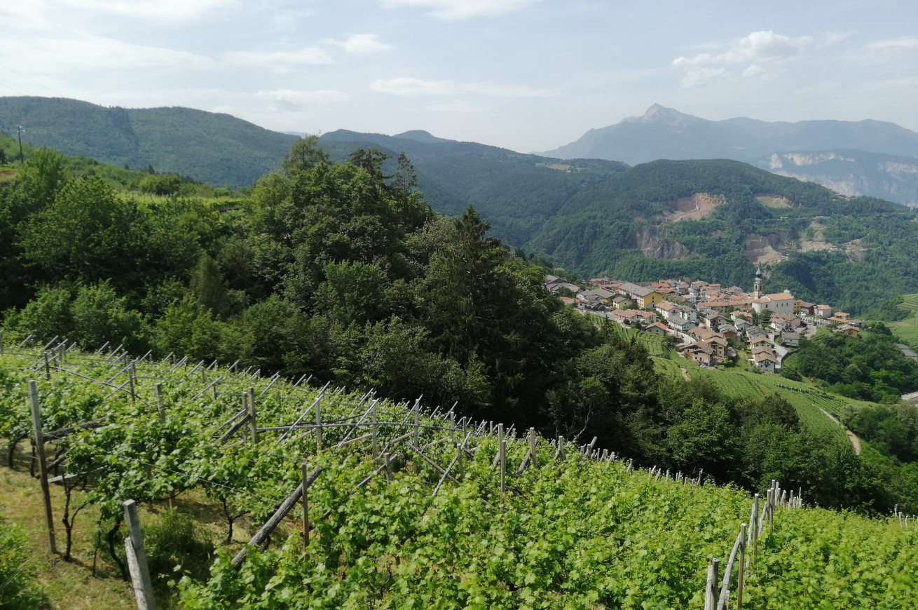 trentodoc vigneti