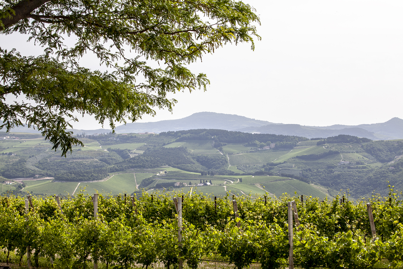 Amarone della Valpollicella; corte sant'adda