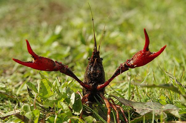 Gamberi della Louisiana invadono la Toscana: centinaia in un parcheggio