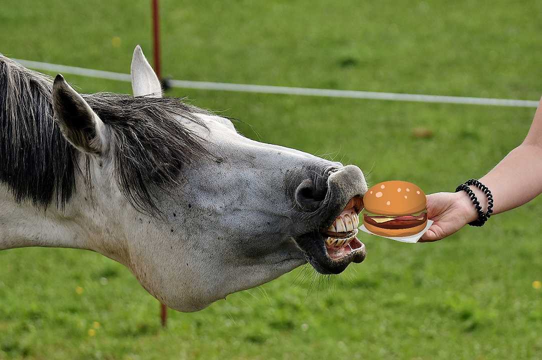 McDonald’s: un cavallo nel fast food, voleva un cheeseburger