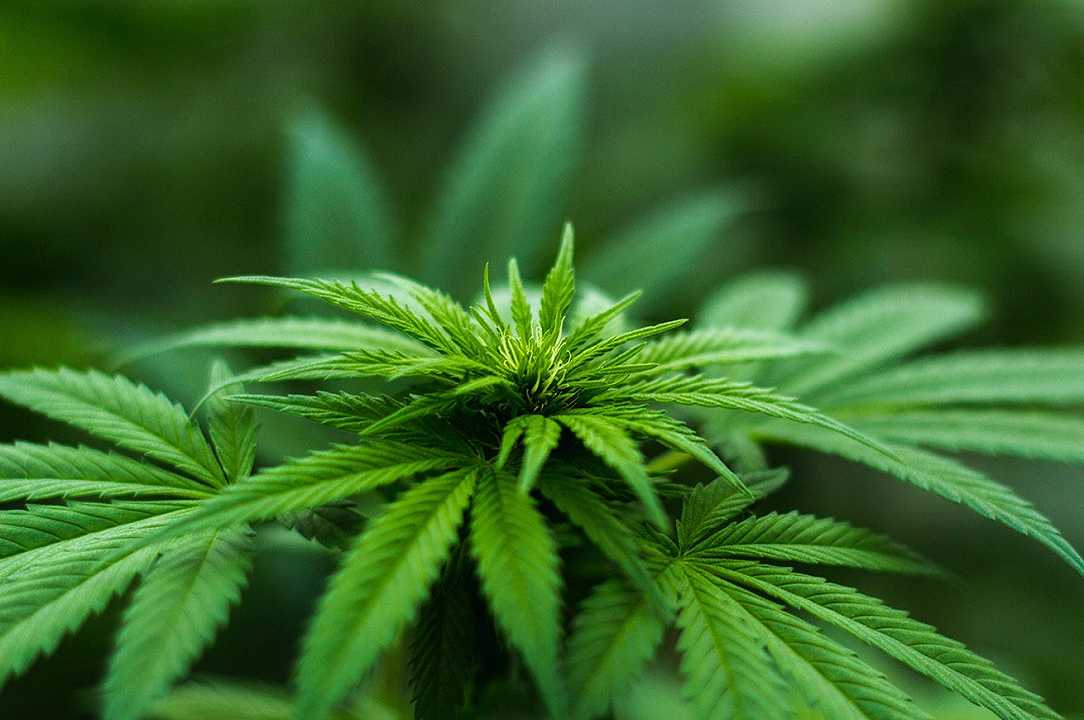 Cannabis, Malta legalizza l’uso ricreativo