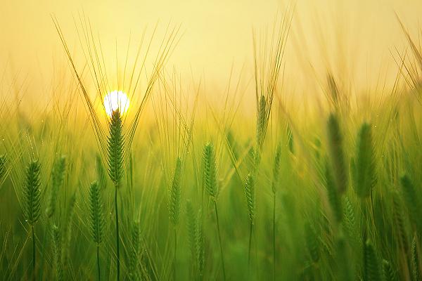 Orzo, l’unica pianta che cresce in tutto il mondo