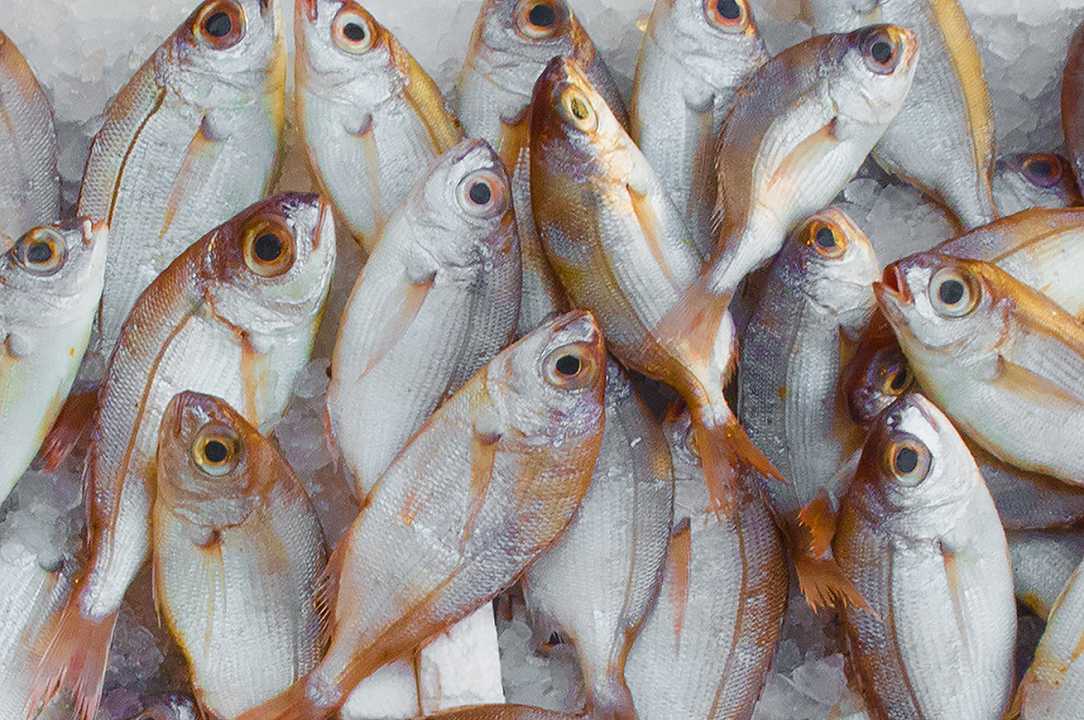 Pesce azzurro, gli italiani ne mangiano meno: è poco pratico