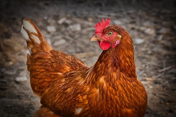 Sale di pollo, lo comprerete? (Spoiler: esiste anche vegano)