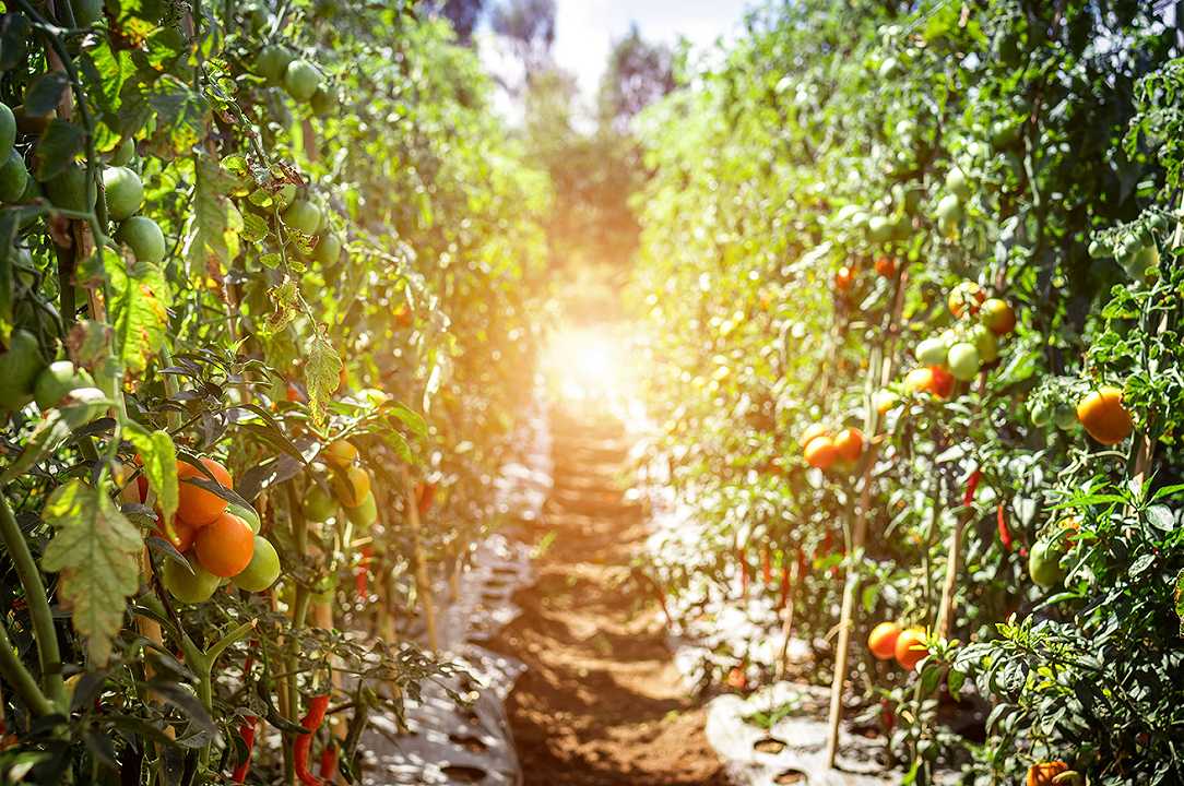 Agricoltura: la start-up di pomodori contro il caporalato