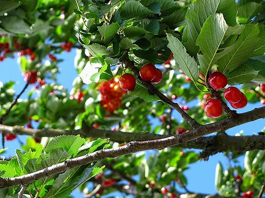 Puglia, ciliegie e fragole attaccate dal moscerino Suzuki: Coldiretti avverte