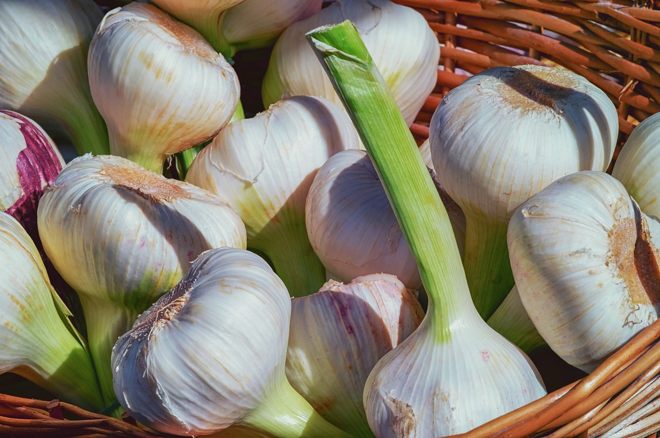 aglio