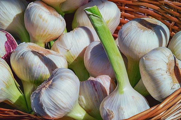 California, Gilroy Garlic Festival: sparatoria durante il festival gastronomico, 4 morti