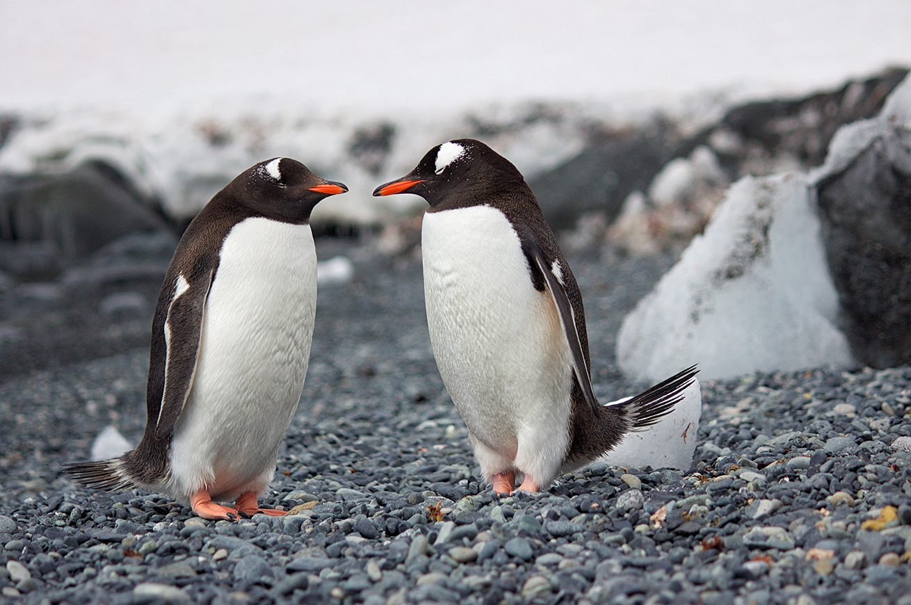 auahi-bar-pinguini-nascosti-sotto-il-bancone
