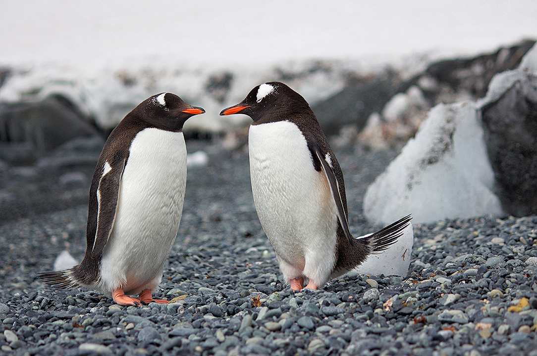 Sushi bar attrae due pinguini, che si nascondono sotto il bancone