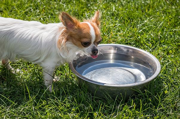 Jesolo, nello scontrino anche i 30 centesimi dell’acqua per il cane