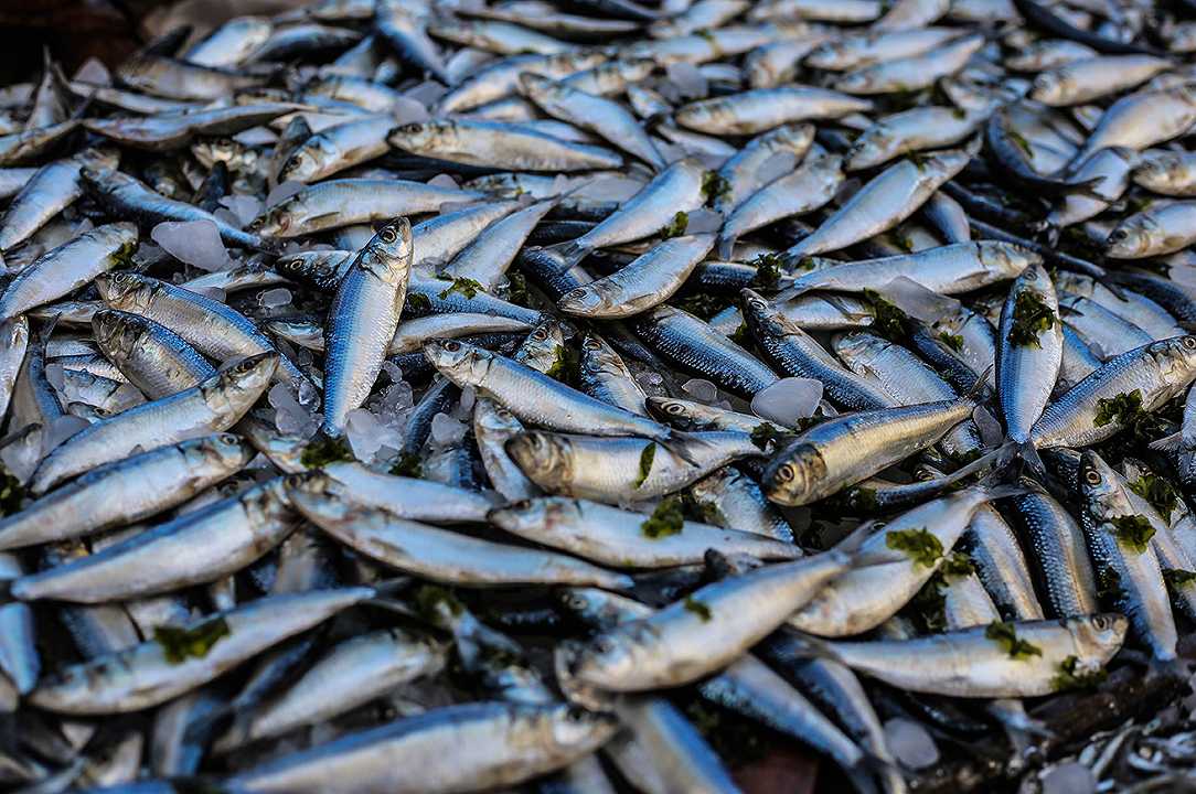 Farina di pesce: allevamenti intensivi floridi, mari africani vuoti