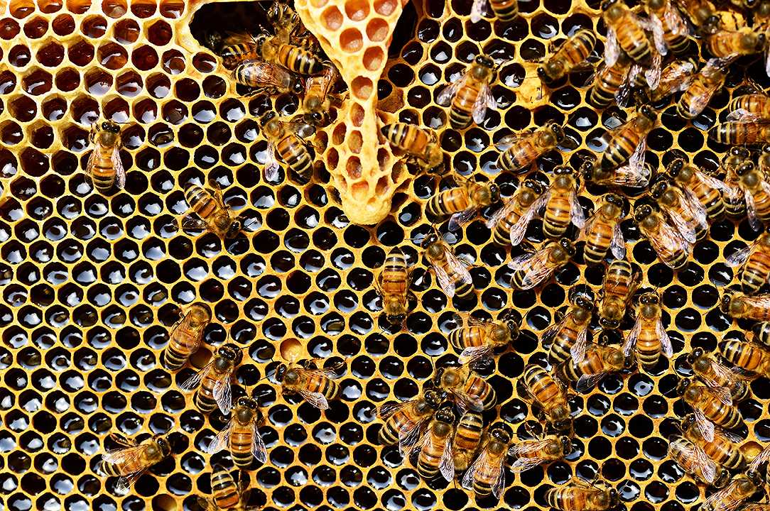 Miele con CBD: perché tutela le api