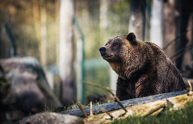 Orso goloso ruba ciliegie a Isernia