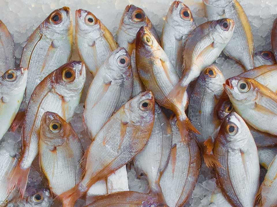 Pesce, Coldiretti: l’80% è straniero, anche nei ristoranti