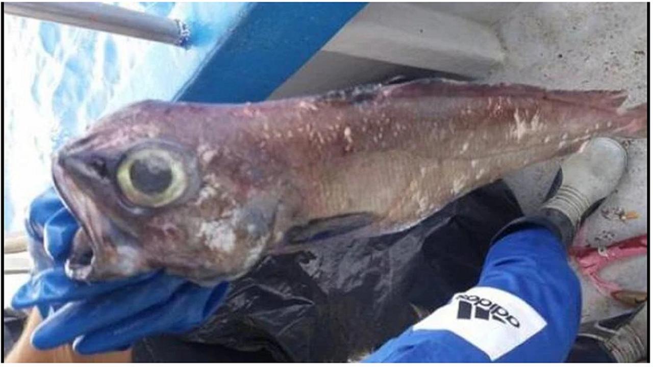 Pesce rarissimo pescato negli abissi all’Isola d’Elba: è commestibile