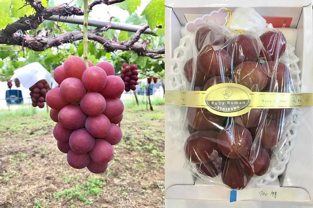 Giappone: grappolo d’uva venduto per 11.000 dollari