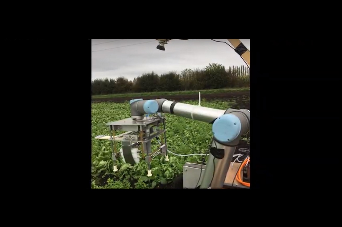 Vegebot, robot raccogli-lattuga