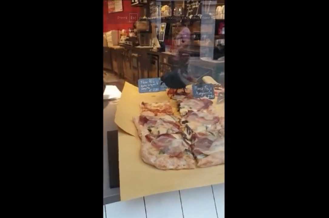 Venezia: pizza in vendita calpestata dai piccioni, in vetrina