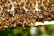 Ghana: apicoltore di Reggio morto dopo l’assalto di uno sciame d’api