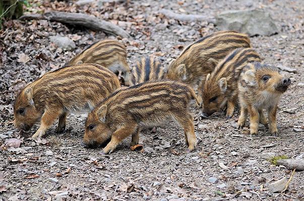 Peste suina africana, La Spezia: famiglia di cinghiali isolata in un parco, il sindaco rifiuta l’abbattimento