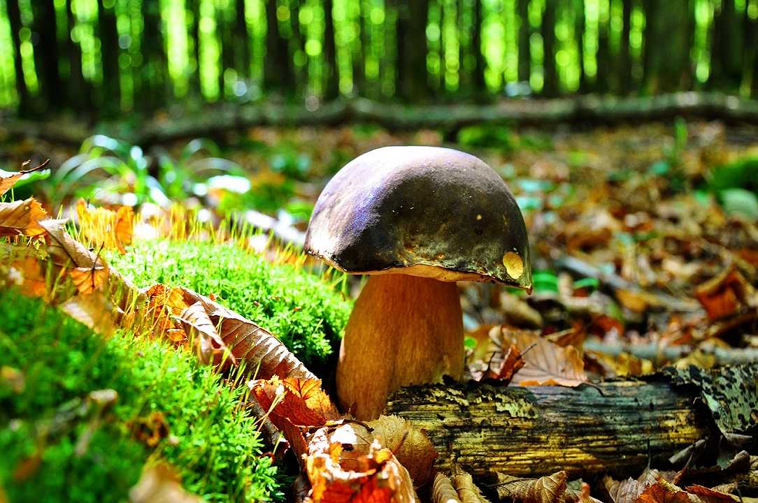 Pesaro, funghi da record: sul Monte Catria trovato un porcino gigante