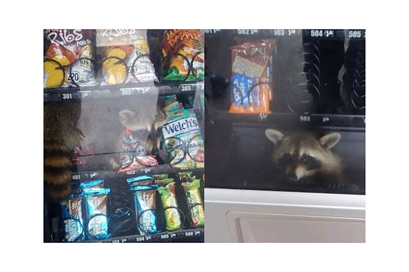 snack-procione-distributore-automatico-florida