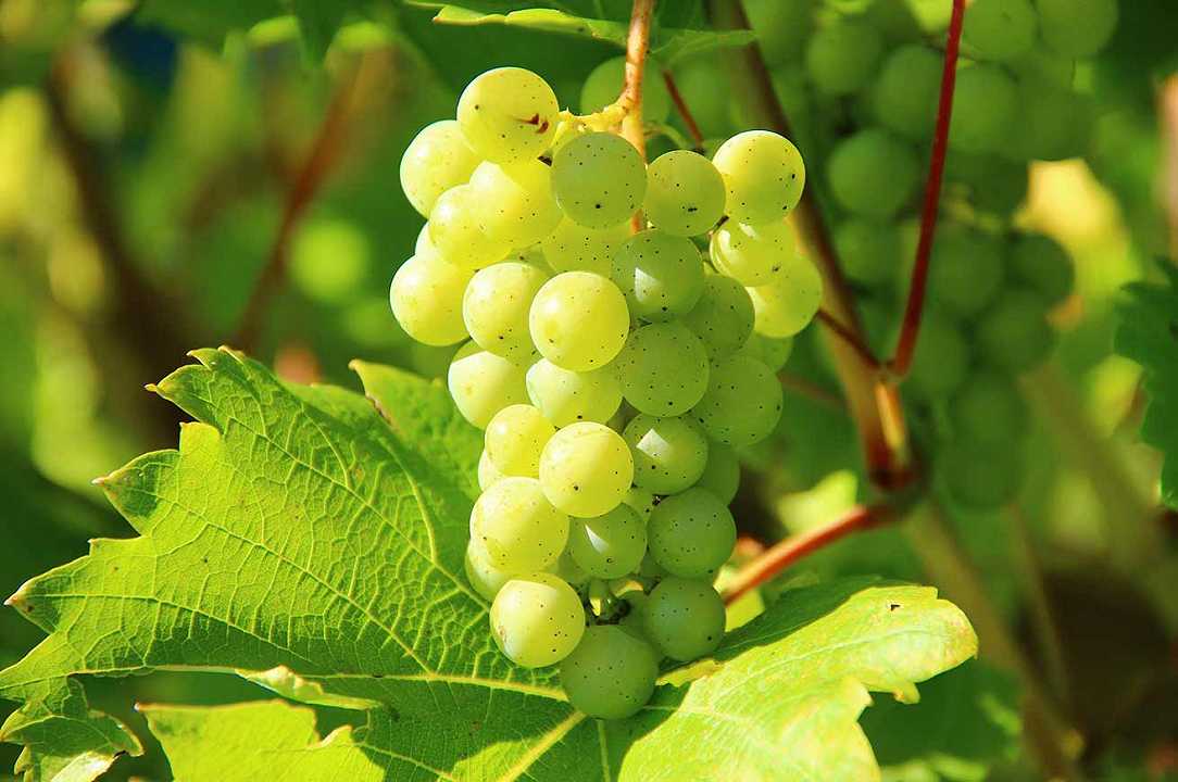 Cinque Terre, turisti rubano quintali di uva nei vigneti