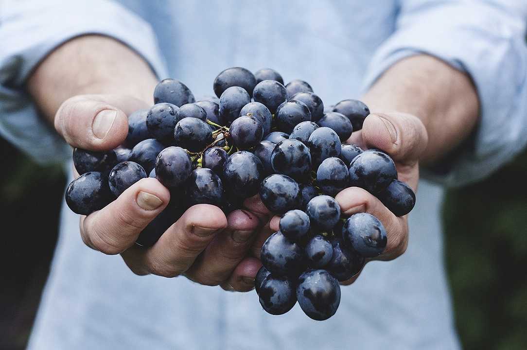 Vendemmia 2019: iniziata la raccolta dell’uva, primo grappolo raccolto in Sicilia