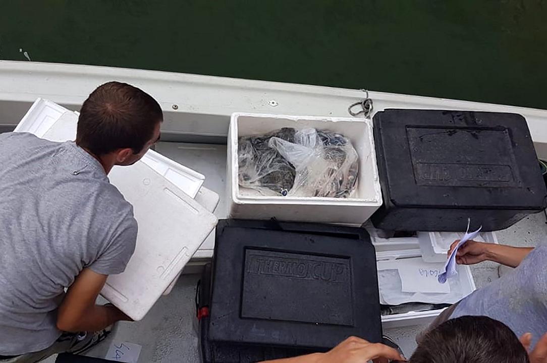Venezia: sequestrati 80 chili di pesce destinati ai ristoranti