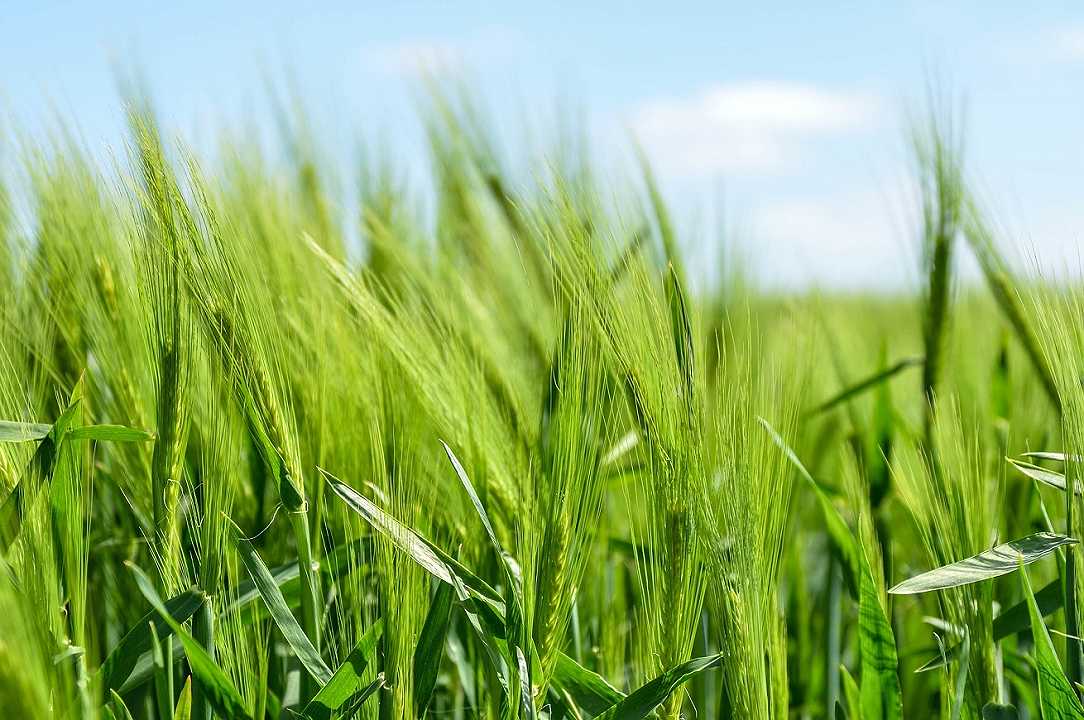 Ucraina, la Campania produrrà 2 milioni di quintali di grano e mais in più