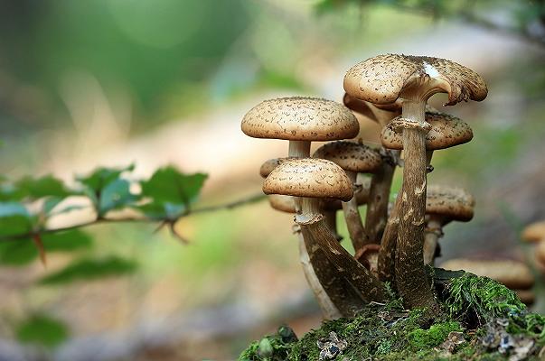 Teramo: morto cercatore di funghi caduto in un burrone