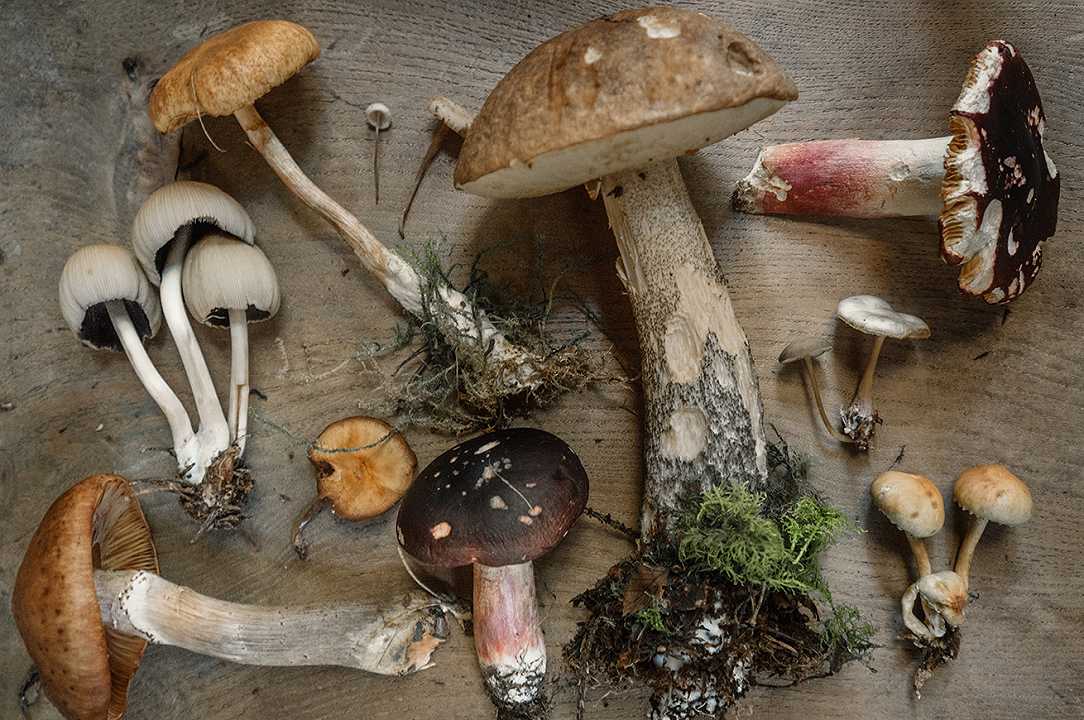 Funghi velenosi: 10 specie da riconoscere