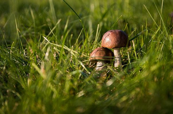 Piemonte: morto cercatore di funghi, era caduto in un canalone