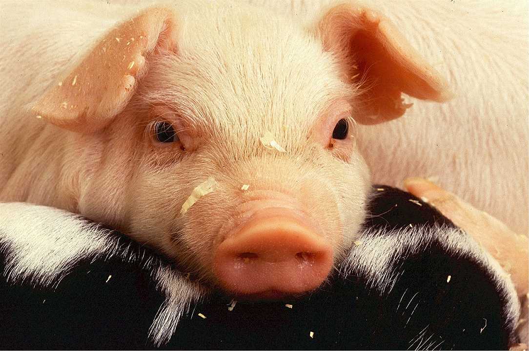 Cina: l’epidemia fa aumentare del 47% il prezzo della carne suina