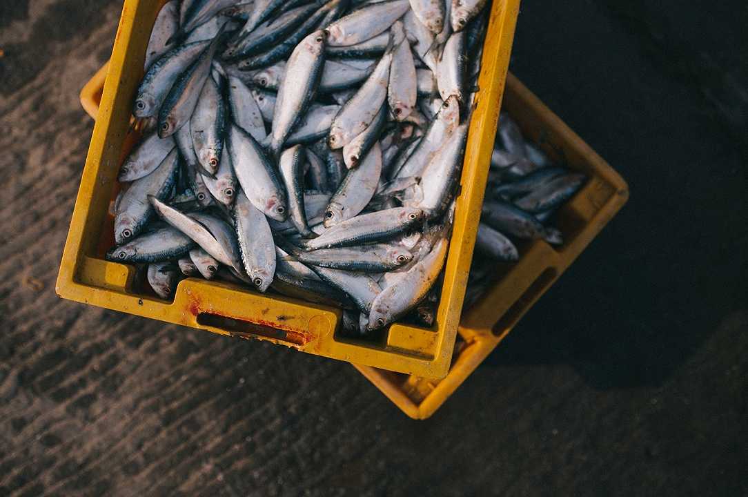 Italia: crescono i consumi del pesce fresco