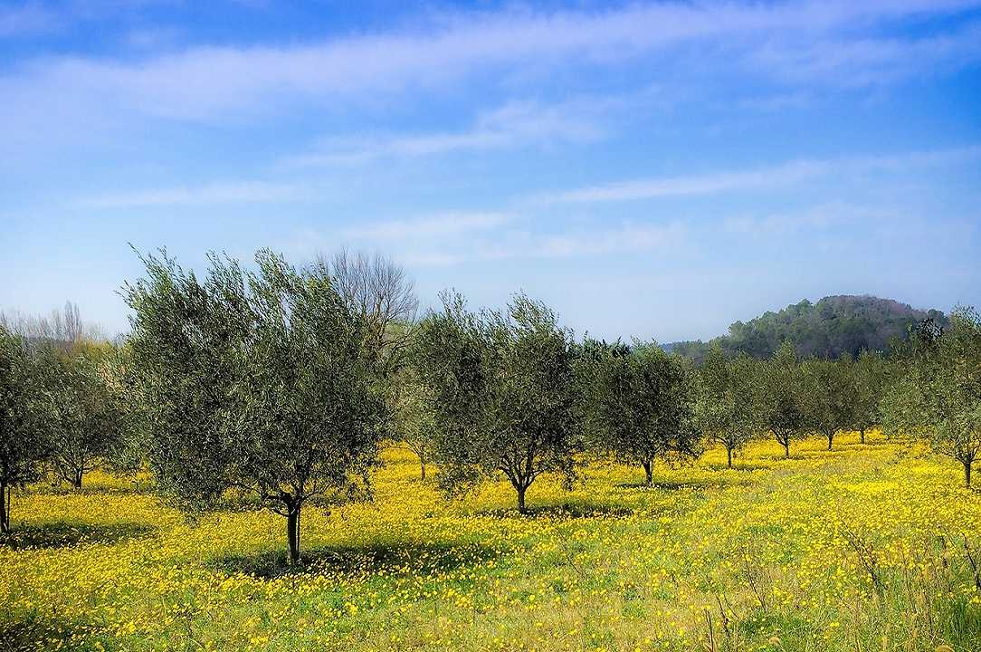 Xylella: Puglia si multa da sola per i ritardi negli abbattimenti degli ulivi
