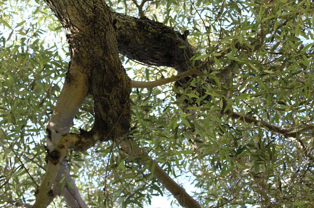 Xylella: nuovi alberi infetti in Puglia