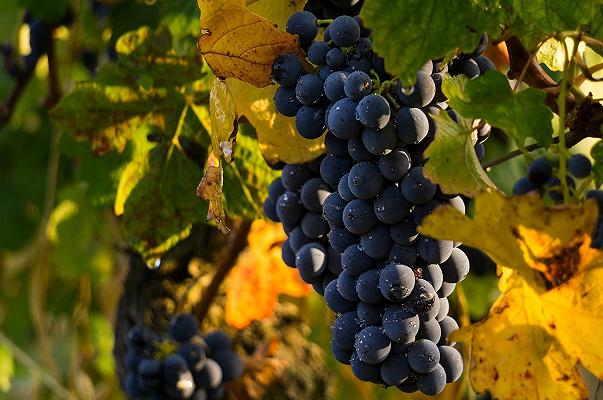 Vendemmia 2019: produzione in calo del 16%