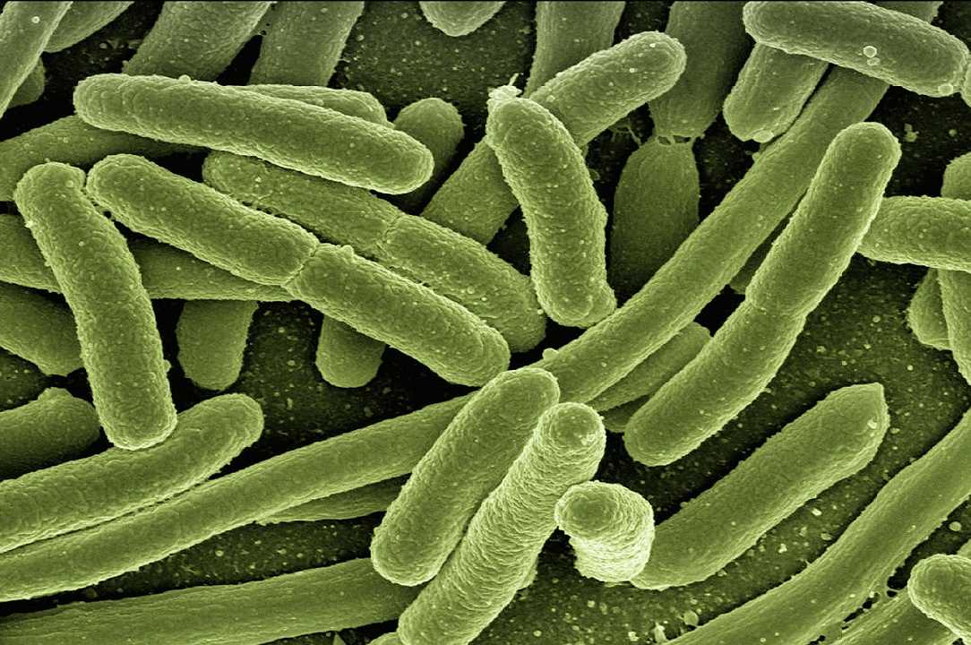 Escherichia coli: ideati due nuovi testi per scovarlo in carne cruda, latte e insalata